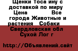 Щенки Тоса-ину с доставкой по миру › Цена ­ 68 000 - Все города Животные и растения » Собаки   . Свердловская обл.,Сухой Лог г.